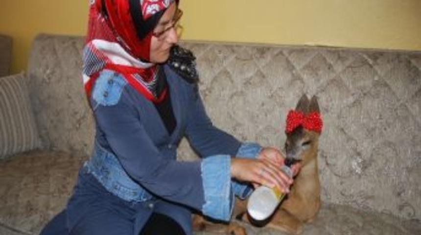 Giresun'da Evde Beslenen Karaca Doğaya Salınmak İ&ccedil;in Aileden Alındı