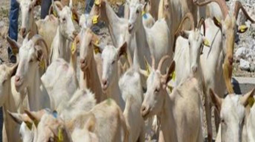 Dursunbey'de &Ccedil;ift&ccedil;ilere Saanen Ke&ccedil;isi Dağıtıldı