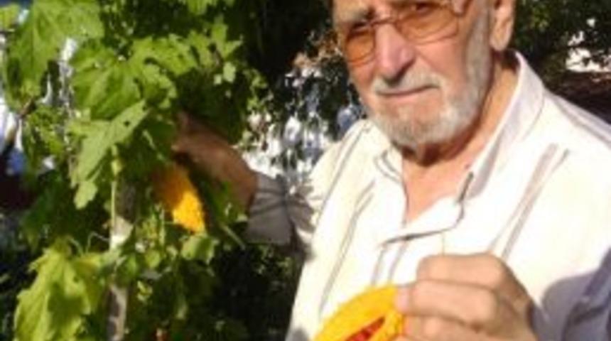 Yetiştirdiği Kudret Narı, Şifa Dağıtıyor