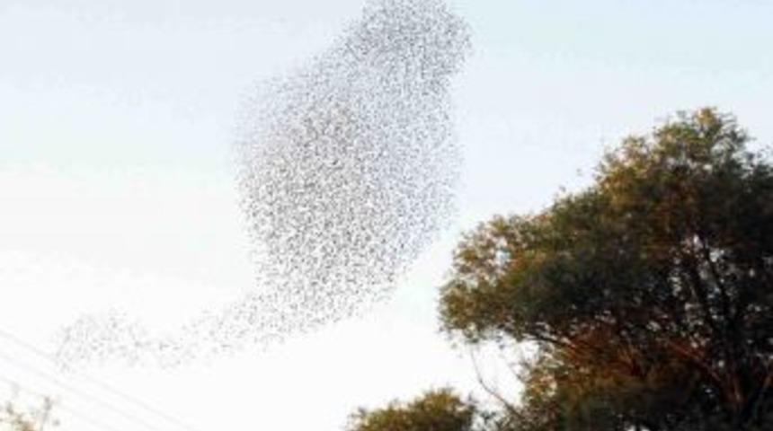 Sığırcık Kuşlarının G&ouml;ky&uuml;z&uuml;ndeki Dansı