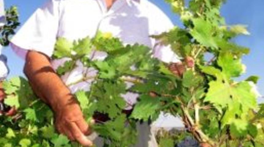 Organik &Uuml;z&uuml;mler Tezgahlarda Yerini Aldı