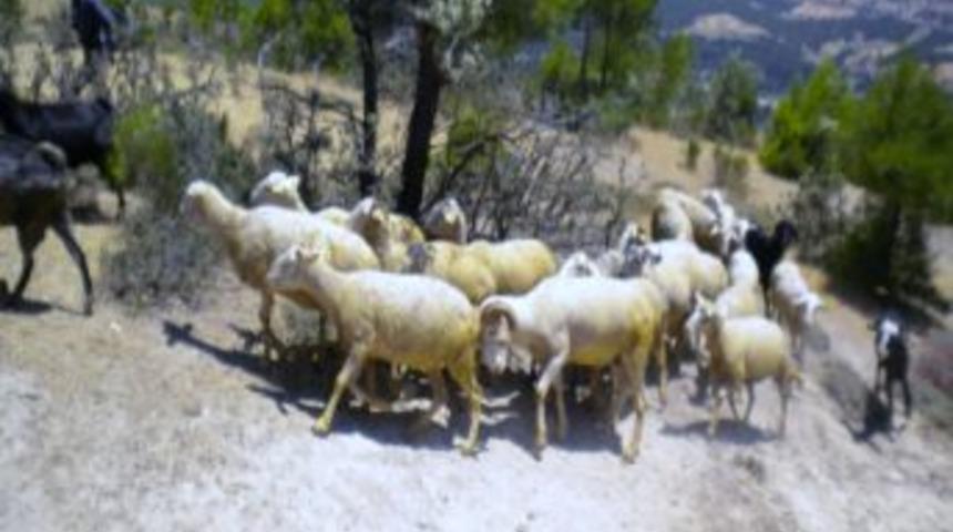 Gediz'de İş İmkanı Olmayan 12 Kişiye Sığır Ve Koyun Desteği