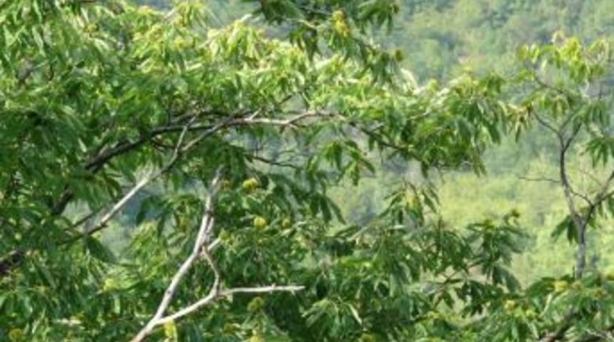 Kestane Ağa&ccedil;ları Azalıyor