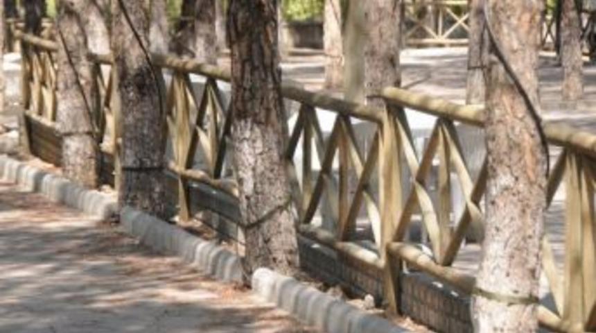 S&uuml;reyya&rsquo;da Bulunan &Ccedil;am Ağa&ccedil;ları Koruma Altına Alındı