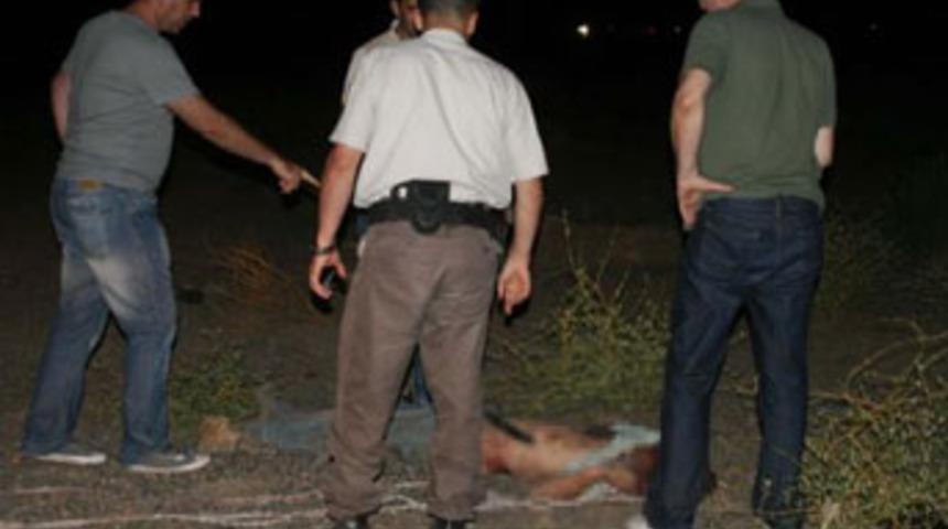 Azgın boğa sahibini öldürdü