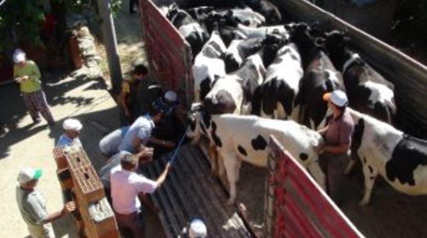 Gazipaşa&rsquo;da 28 S&uuml;t İneği Dağıtıldı