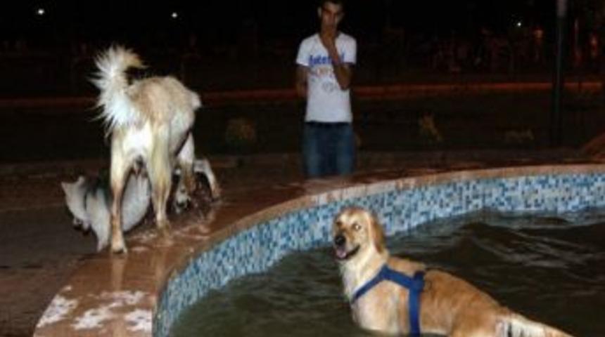 K&ouml;pekler S&uuml;s Havuzlarında Serinlemeye &Ccedil;alışıyor