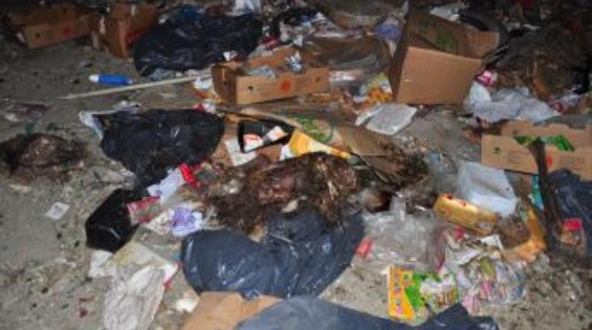 &Ccedil;&ouml;p Alanında Onlarca K&ouml;pek &Ouml;l&uuml;s&uuml; Bulundu