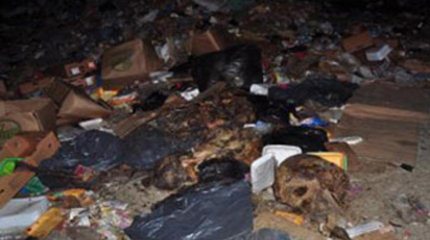 Onlarca k&ouml;pek &ouml;l&uuml;s&uuml; bulundu