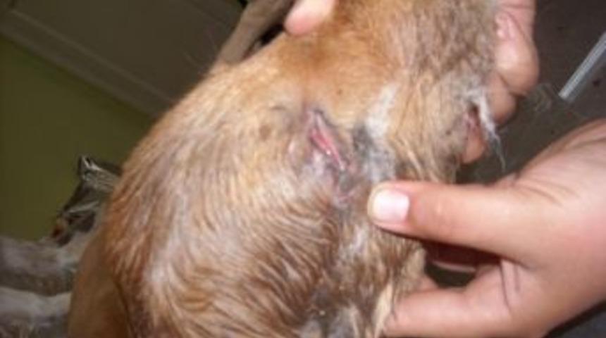 Sokak K&ouml;peğine Akıl Almaz İşkence