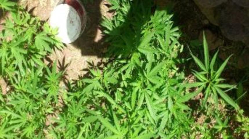 G&uuml;roymak&rsquo;ta 450 K&ouml;k Hint Keneviri Ele Ge&ccedil;irildi