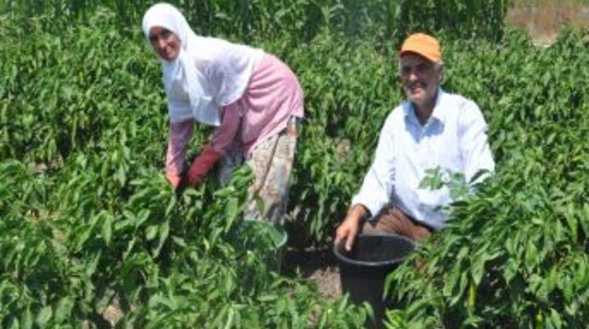 G&uuml;nde 28 Liraya Biber Topluyorlar