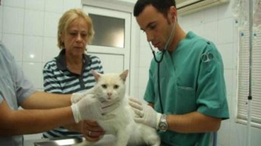 "alo Ben Bir Sokak Kedisi G&ouml;rd&uuml;m" Kampanyası