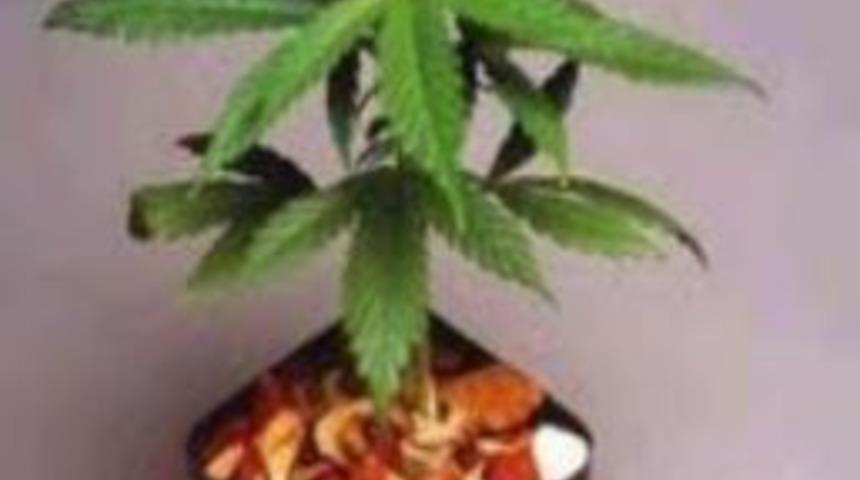 Gelibolu&rsquo;da Kenevir Operasyonu