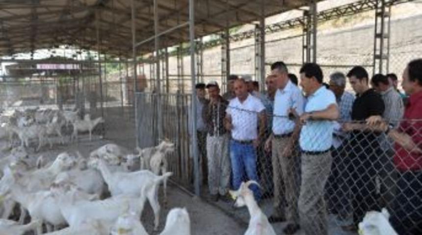 Demirci&rsquo;de Dar Gelirli Vatandaşlara Saanen Ke&ccedil;isi Dağıtıldı