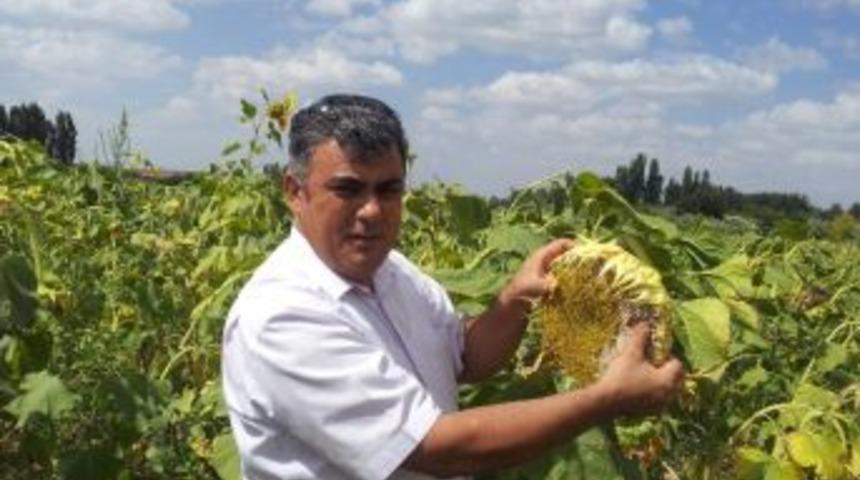 Ereğli&rsquo;de Ay&ccedil;i&ccedil;eği Ekimi Hızla Yayılıyor