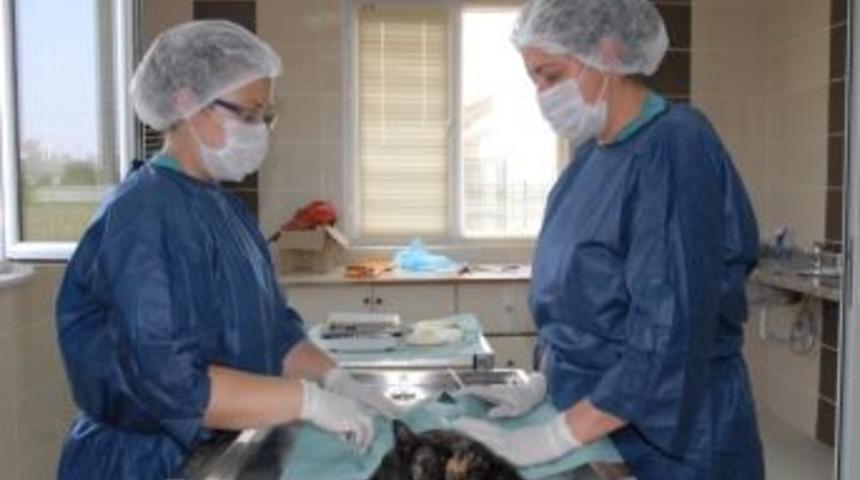 Sokak Hayvanları Rehabilite Ediliyor