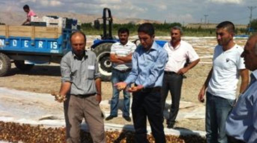 Balaban&rsquo;da Kayısıların Yağmurdan Zarar G&ouml;rmesi