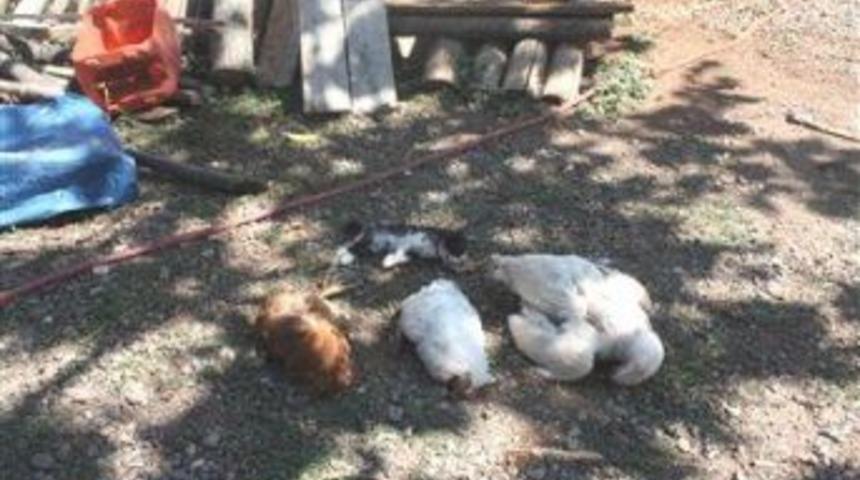 Kağızman'da tavuk ölümleri korkutuyor