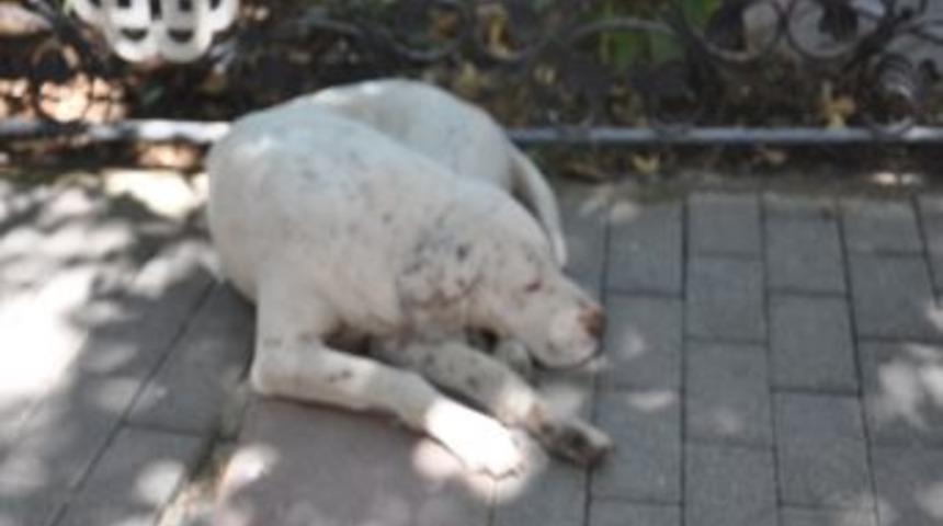 Sıcak Hava Hayvanları Da Bunalttı