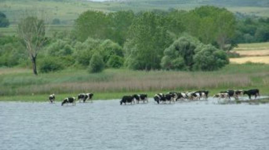 Hayvanlar Sıcak Havada G&ouml;lette Serinliyorlar