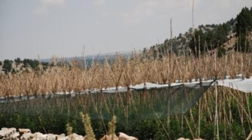 &Uuml;r&uuml;nler Perdeleme Sistemi İle Korunuyor