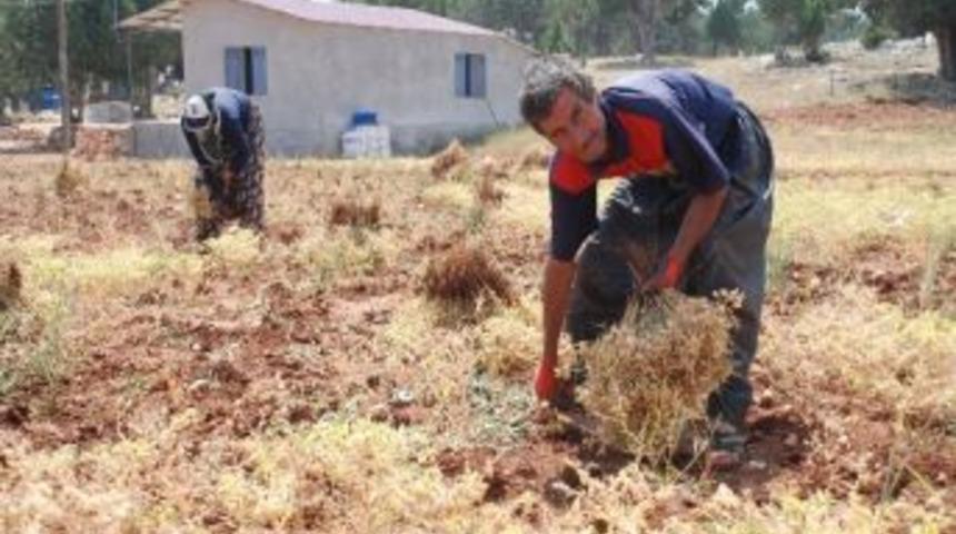 Silifke&rsquo;de Nohut Hasadına Başlandı