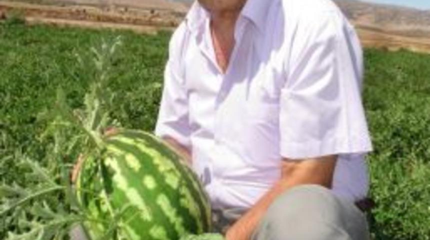 Ramazan Ayında Araban Karpuzuna Yoğun İlgi