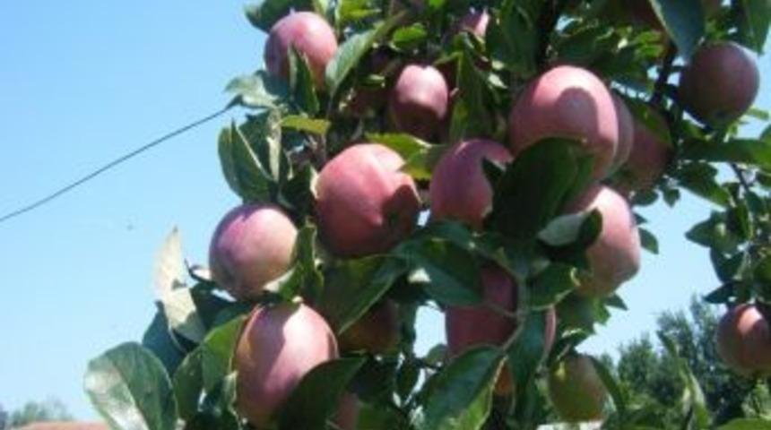 Tarladan Sofraya G&uuml;venilir Gıda İ&ccedil;in Zirai İla&ccedil; Denetimi