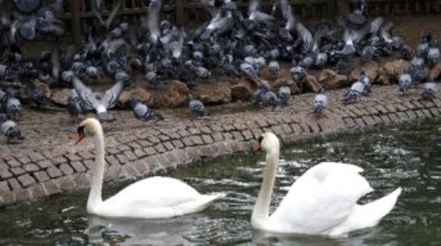 Kuğulupark &lsquo;kuğu Gibi&rsquo; Olacak