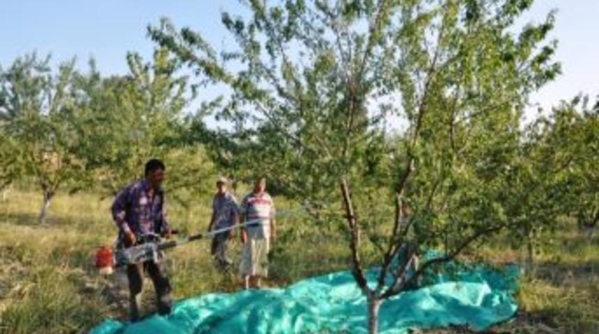 Selendi'de Badem Hasadına Başlandı