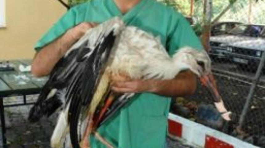 Yaralı Leylek Ceyhan Belediyesine Emanet