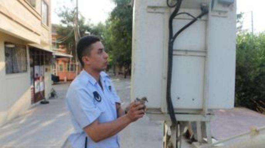 Yaralı Yavru G&uuml;vercine Yardım Eli