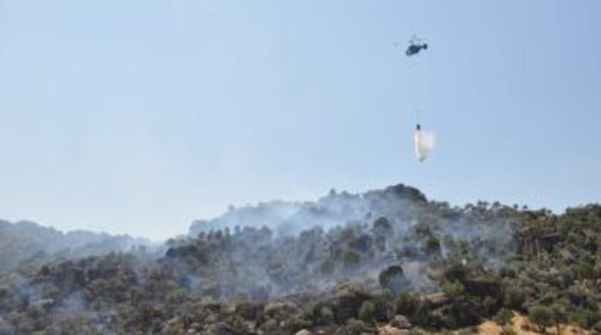 Binlerce Zeytin Ağacı Yandı