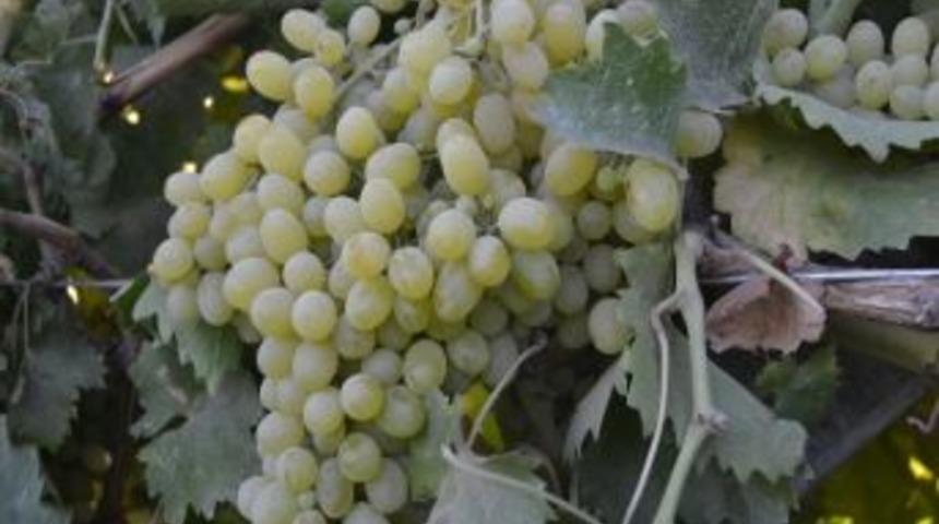 Saruhanlı&rsquo;da &Uuml;z&uuml;m Hasadı 20 Ağustos&rsquo;ta Başlıyor