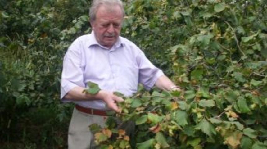 Fındık toplamaya başladılar