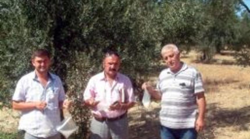 Burhaniye&rsquo;de Zeytin Sineğine Tuzaklı &Ouml;nlem