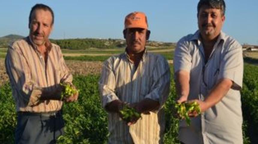 Saruhanlı&rsquo;da Biber Bereketi Yaşanıyor