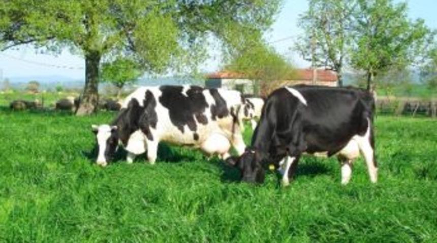 Kocaeli'de Hayvancılık S&uuml;t Otu İle Gelişecek