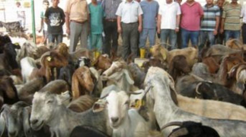 Şamil Ke&ccedil;ilerden Yılda 3 Yavru Alınacak