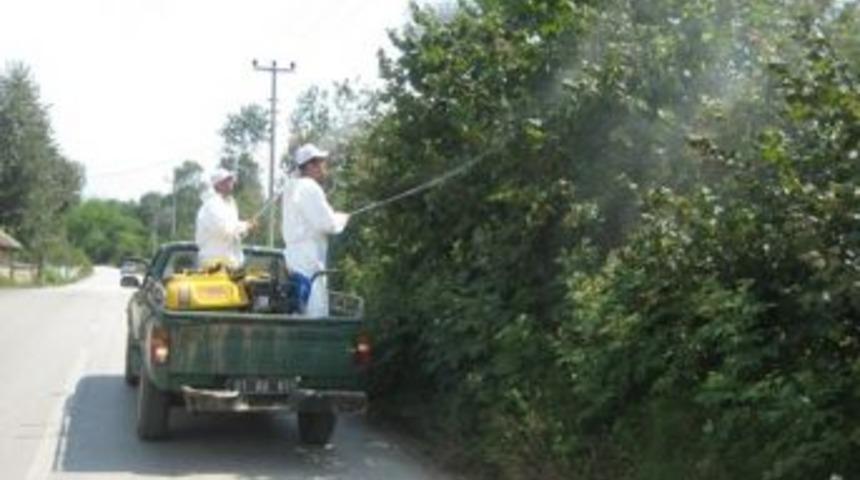 D&uuml;zce&rsquo;de Amerikan Beyaz Kelebiğine Karşı 2. D&ouml;l M&uuml;cadelesine Başladı