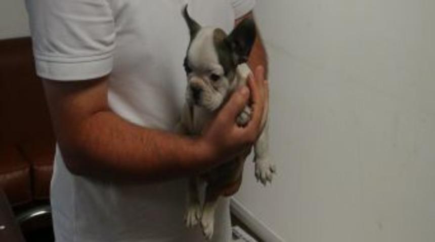 Poşetten Yavru K&ouml;pek &Ccedil;ıktı