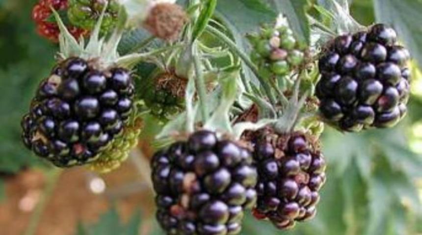 B&ouml;ğ&uuml;rtlen Zihin A&ccedil;ıyor