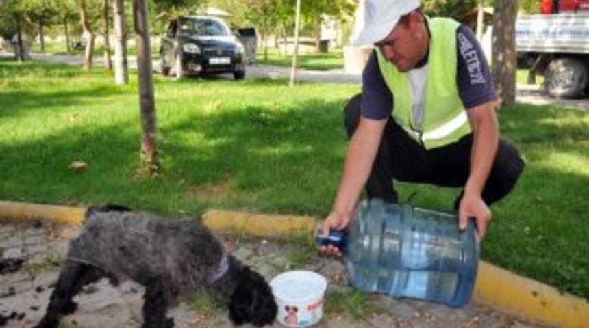 Sokak Hayvanları İ&ccedil;in Su Kabı Konuldu