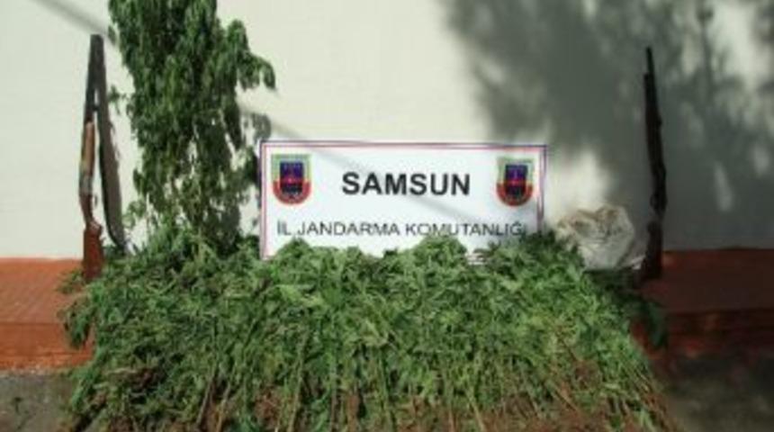 Bafra&rsquo;da Kenevir Operasyonu