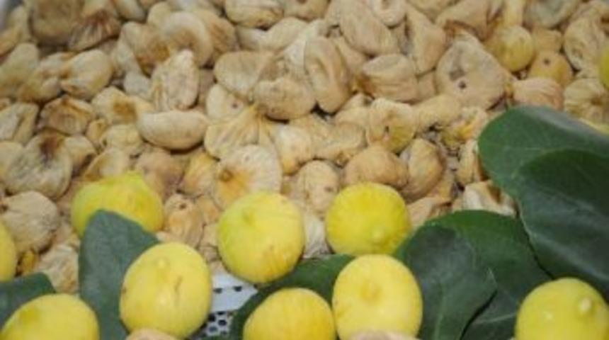 Kuru İncir Sesonu A&ccedil;ıldı