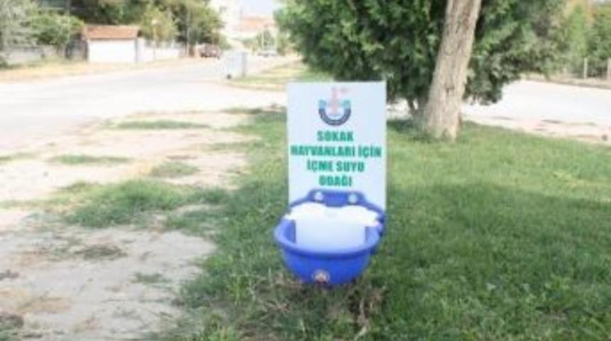 Sokak Hayvanlarına Otomatik Suluk