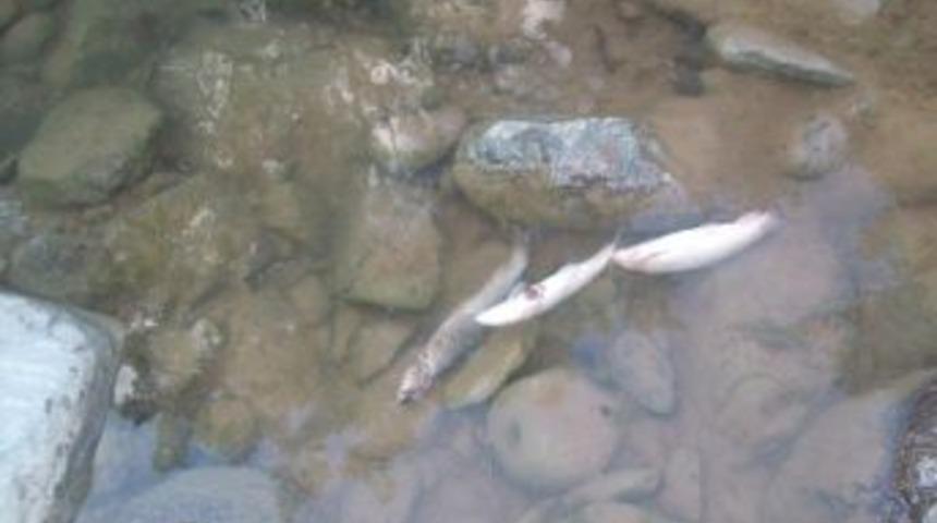 S&ouml;ğ&uuml;tl&uuml; Deresi&rsquo;nde Balık &Ouml;l&uuml;mleri