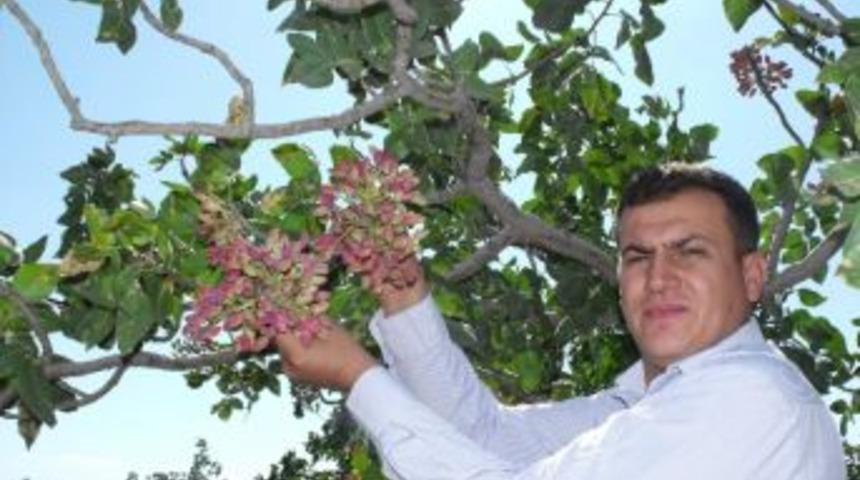Fıstık &Uuml;reticisinin Y&uuml;z&uuml; G&uuml;lecek