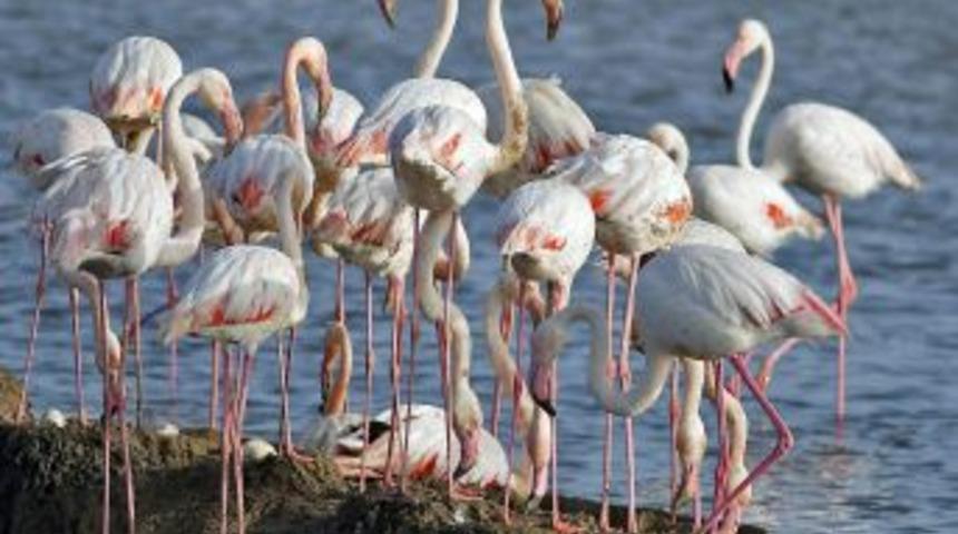 B&uuml;y&uuml;y&uuml;nce Flamingo Olacaklar